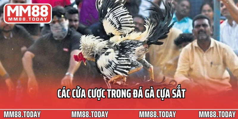 Các cửa cược trong đá gà cựa sắt